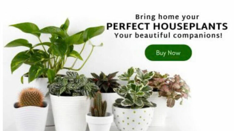 How Tanvi Prakash Cultivates Green Dreams at Gardengram